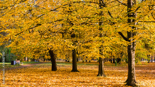  Park Konstytucji 3 Maja w Białymstoku, Jesień w parku Zwierzynieckim, Białystok, Podlasie