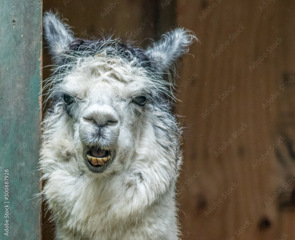 Fototapeta premium White and gray Alpaca (Vicugna pacos) standing in doorway with funny expressions