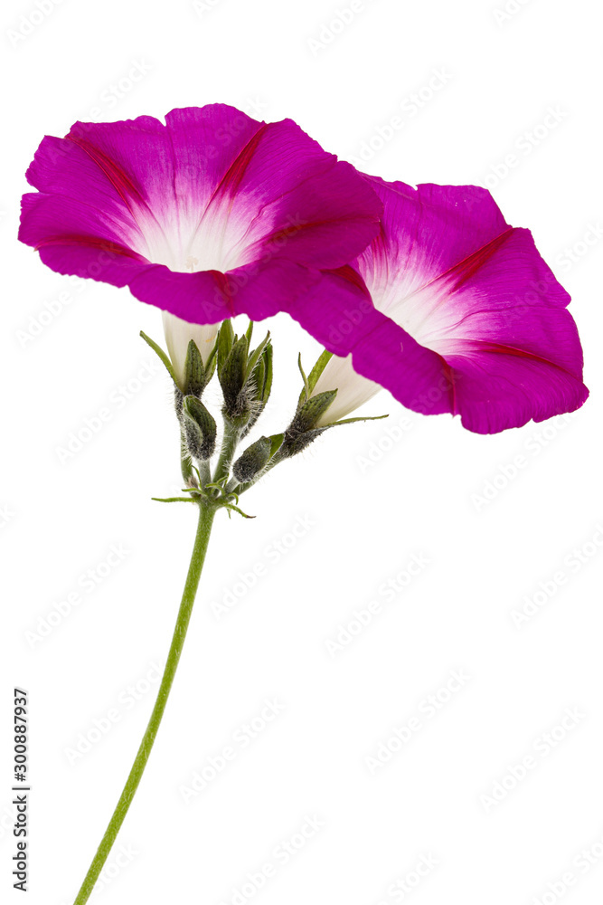 Flower of ipomoea, Japanese morning glory, convolvulus, isolated on white background Flower of ipomoea, Japanese morning glory, convolvulus, isolated on white background