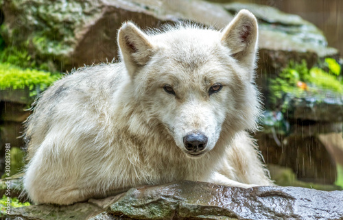 Arctic Wolf  Canis lupus arctos  also known as White Wolf  closeup in rain