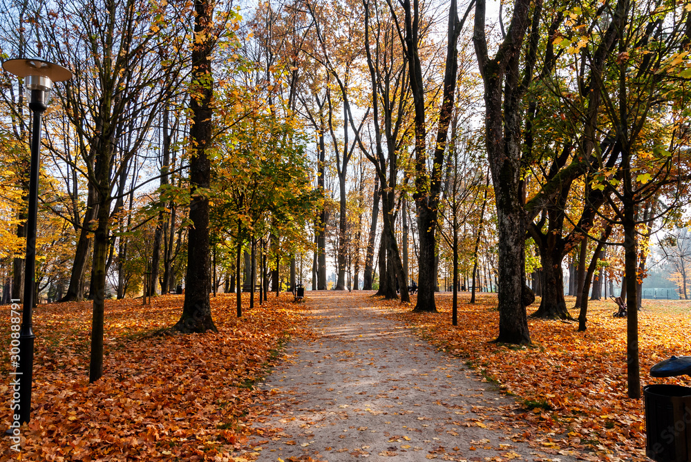 Naklejka premium Park Konstytucji 3 Maja w Białymstoku, Jesień w parku Zwierzynieckim, Białystok, Podlasie