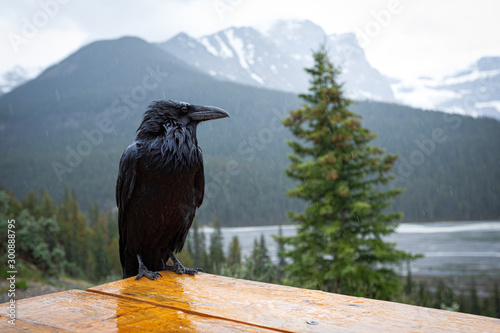Corvus brachyrhynchos in Jasper, Canada