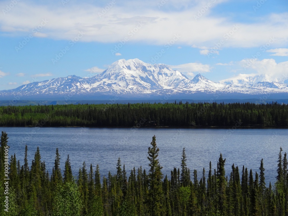 Alaska forest