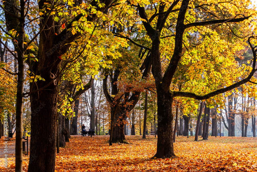 Fototapeta premium Park Konstytucji 3 Maja w Białymstoku, Jesień w parku Zwierzynieckim, Białystok, Podlasie
