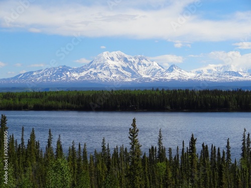Alaska forest
