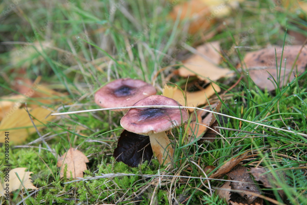 Fototapeta premium mushroom in grass