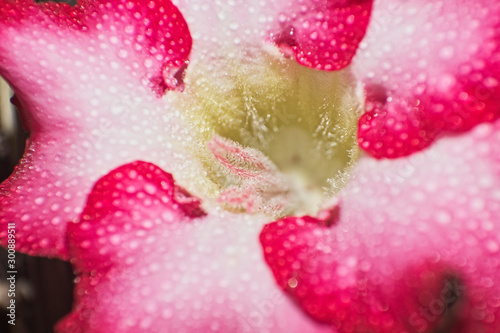 Red and white adenium flower, petals and anthers covered with morning dew drops