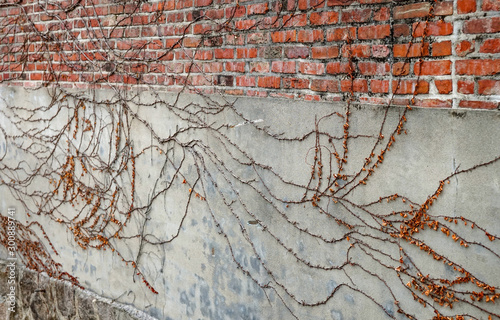 Curly branches braid a stone wall