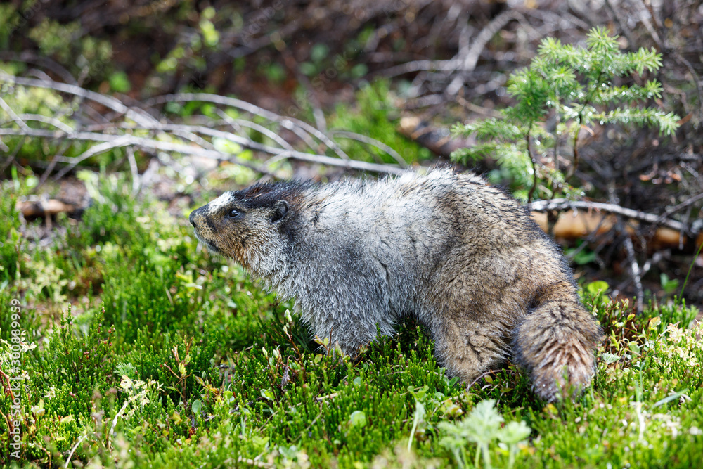 Fototapeta premium Hoary marmot in Alberta Canada