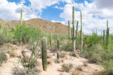 Massive Cacti and Rugged Desert Landscape in Saguaro National Park - Sonoran Desert, Arizona, USA