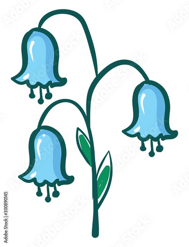 Bluebell beauty, illustration, vector on white background.