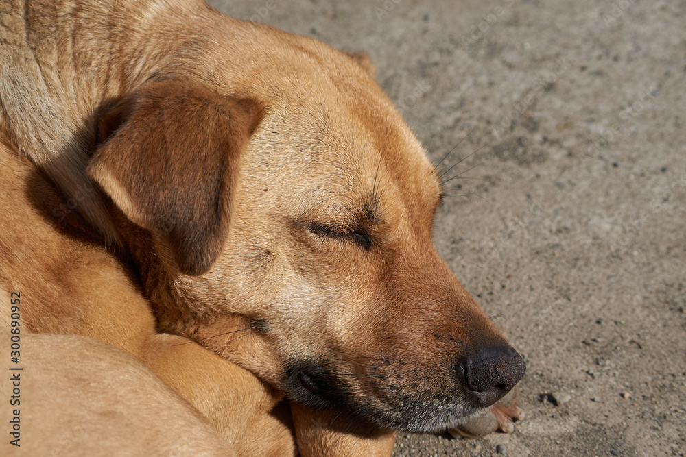 Portrait of a beautiful dog sleeping in the street