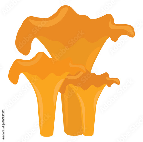Chanterelle, illustration, vector on white background.