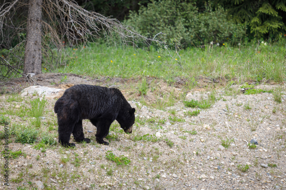 Will Ursus Americanus en Banff, Canada Will Ursus Americanus en Banff, Canada