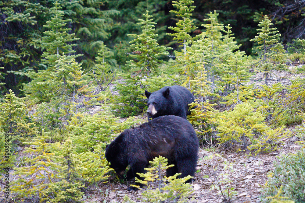 Will Ursus Americanus en Banff, Canada Will Ursus Americanus en Banff, Canada