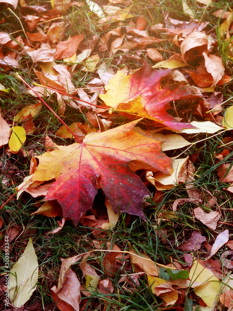  Autumn leaves