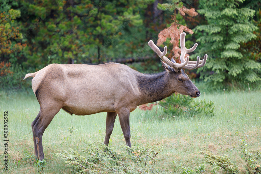Fototapeta premium Uapití, Wapití​, Cervus Canadensis in Canada