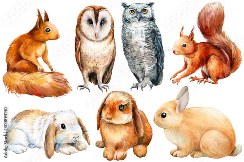 watercolor, set of animals bunnies, owls, squirrels on an isolated white background, poster forest inhabitants
