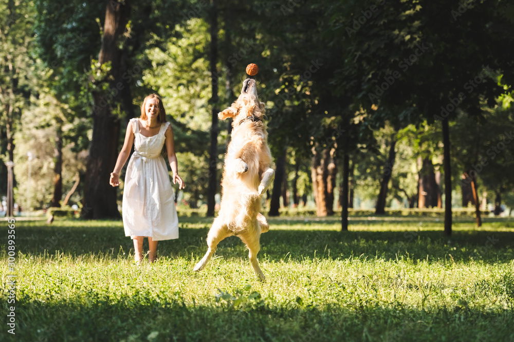 Obraz premium full length view of beautiful young girl in white dress looking at jumping golden retriever on meadow