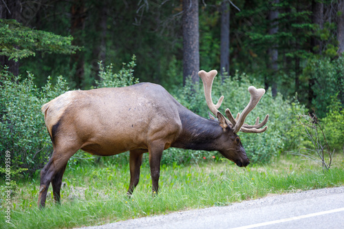 Uapit    Wapit       Cervus Canadensis in Canada