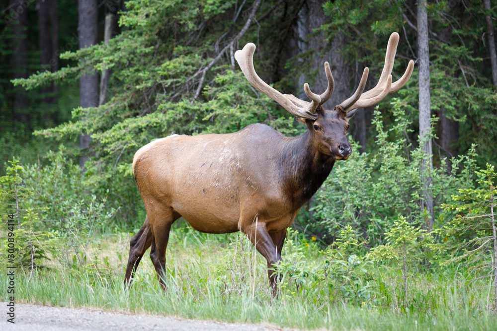 Uapití, Wapití, Cervus Canadensis in Canada Uapití, Wapití, Cervus Canadensis in Canada