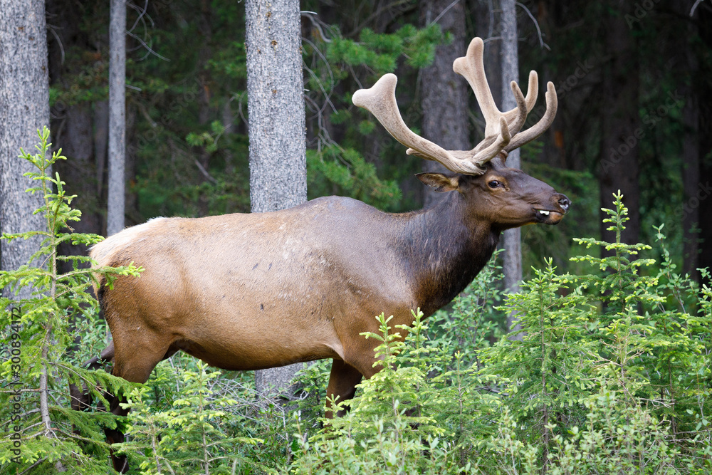 Uapití, Wapití, Cervus Canadensis in Canada Uapití, Wapití, Cervus Canadensis in Canada