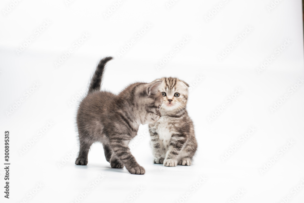 kitten on white background kitten on white background