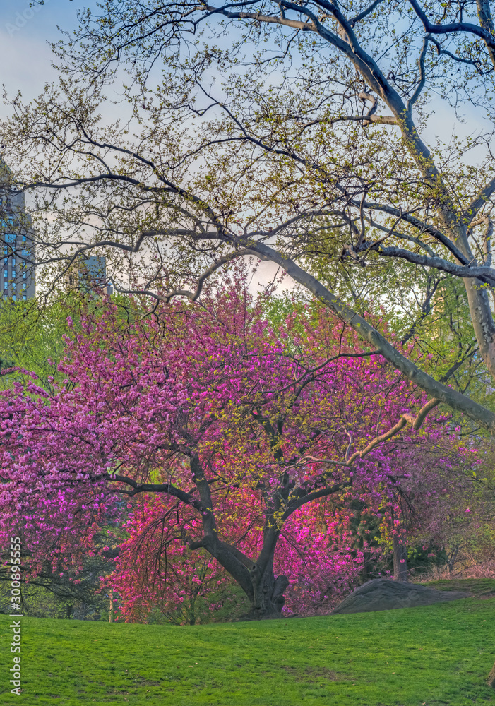 Obraz premium Central Park in spring