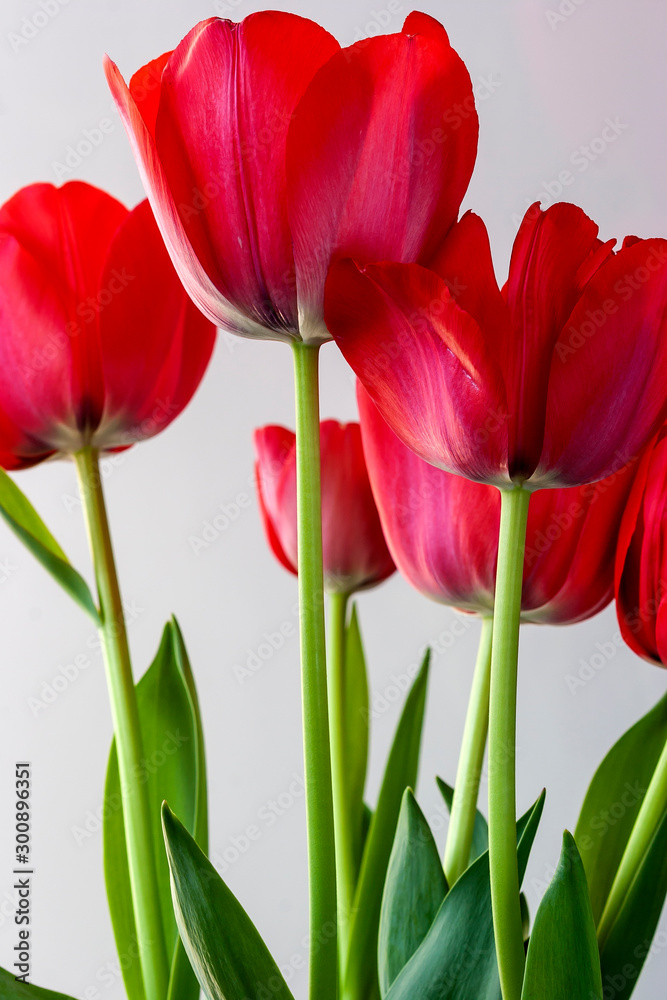 Tulip, red on white background Tulip, red on white background