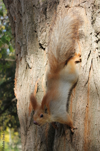 squirrel on tree