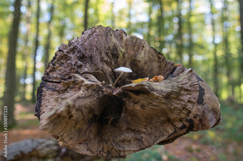 White mushroom on the tree trank photo