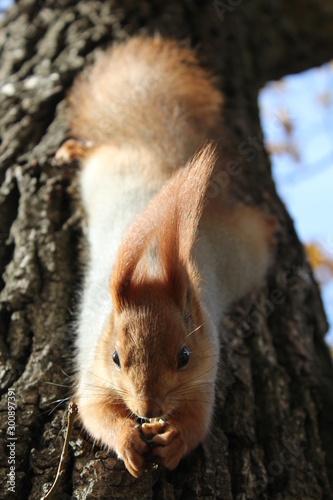squirrel eating nut