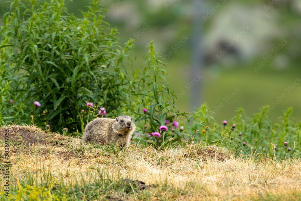 marmotta, parco nazionale del gran paradiso marmotta, parco nazionale del gran paradiso