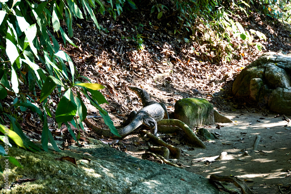 Obraz premium National Park in Penang, Malaysia