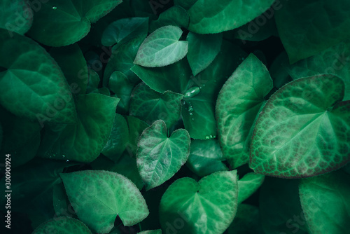 Nature background. green leaves. abstract green leaf © EwaStudio