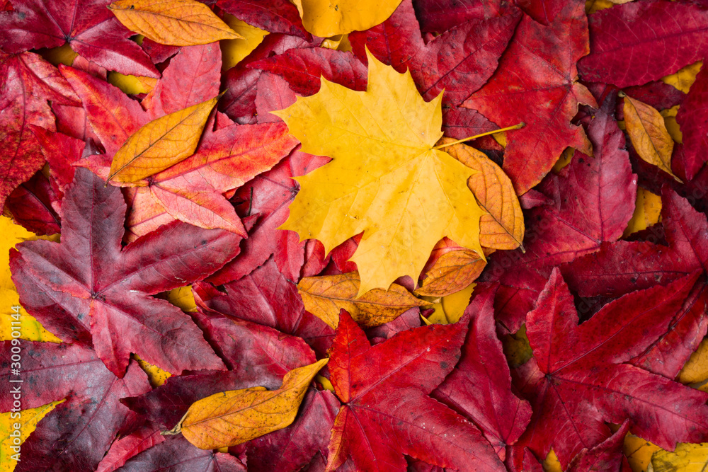 background of autumn leaves. Autumn background background of autumn leaves. Autumn background