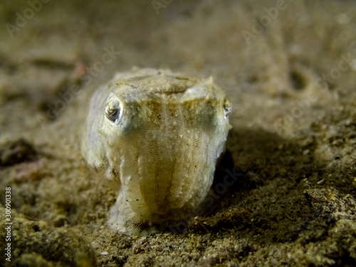 Macro shot of elegant cuttlefish - Sepia elegant - resting on a sea bottom