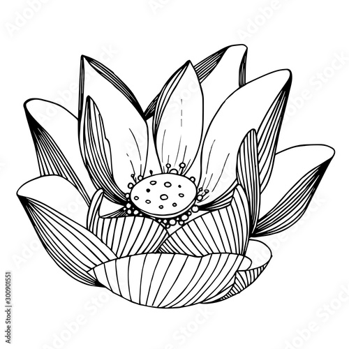 Vector Lotus floral botanical flower. Black and white engraved ink art. Isolated lotus illustration element.