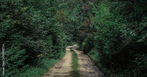 Fototapeta Naklejka Na Ścianę i Meble -  Road in forest