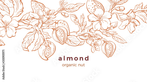 Almond. Vector background. Nature template © Yauheniya_Bandaruk