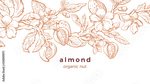 Almond. Vector background. Nature template