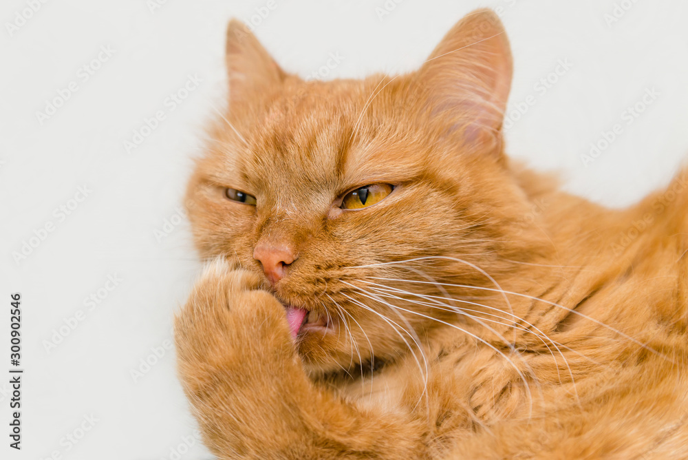 red cat licks paw and washes close up at home red cat licks paw and washes close up at home