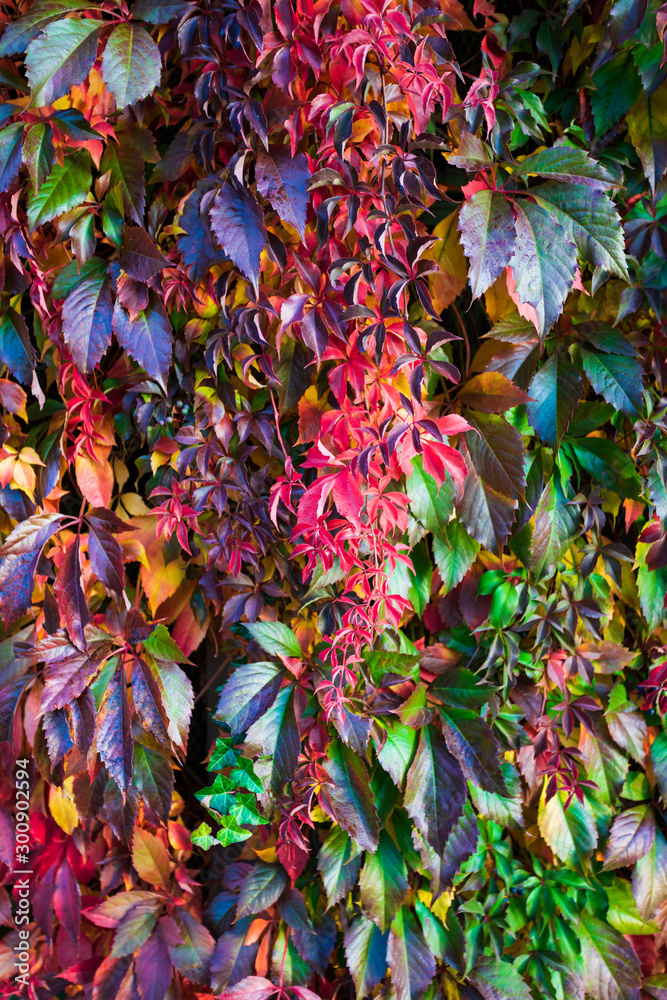 Natural fence. Tree leaves change color in autumn. Natural fence. Tree leaves change color in autumn.