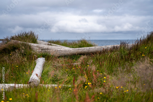 Driftwood, Haganes, Iceland photo