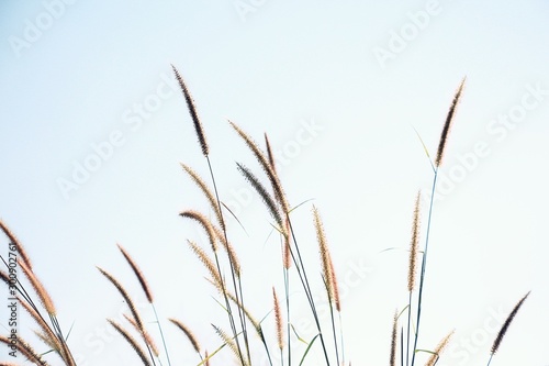 reed grass flowers swaying in the wind