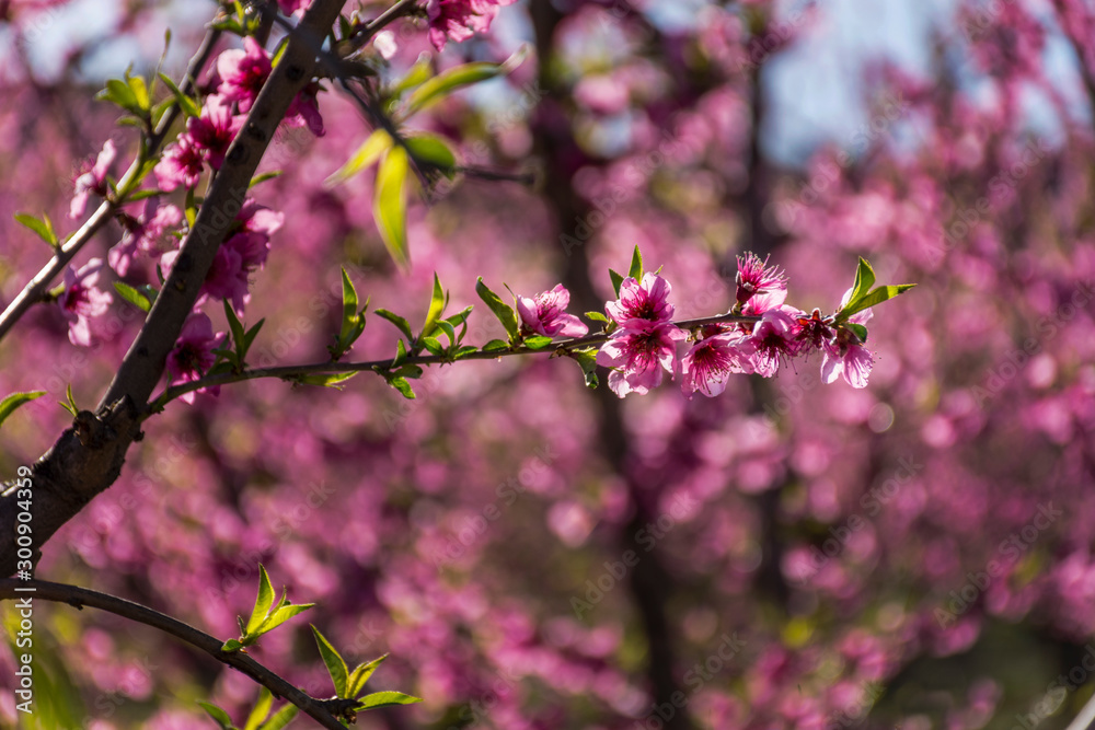 View of pink peach trees field in blossom on natural background in Torres de Segre and Alcarras.