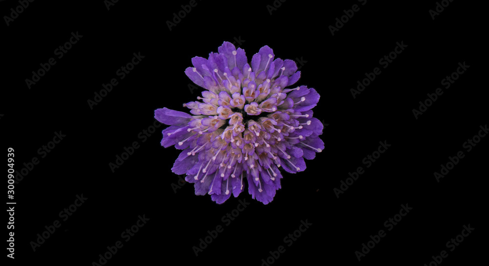 purple flower isolated on white background purple flower isolated on white background