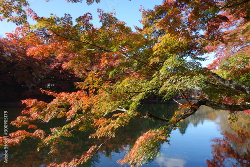 紅葉した軽井沢の雲場池