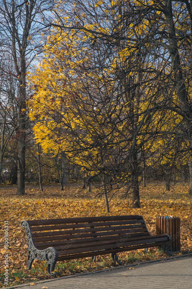 wooden bench in the autumn park under the trees with bright foliage