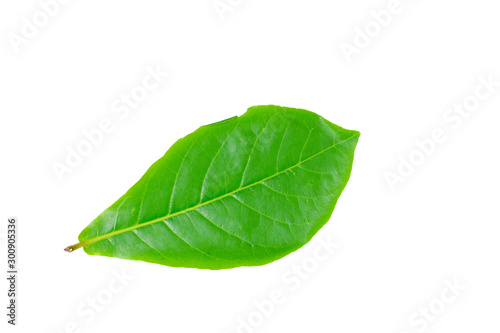 Leaves on a white background Terminalia catappa (clipping path)